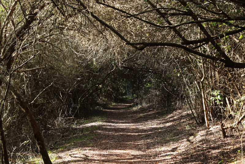 A narrow, winding forest path surrounded by tangled, leafless branches that arch overhead, creating a tunnel-like effect. Sunlight filters through the dense canopy, casting shadows along the trail. This image, titled 'Candle Face: Jacob and the Unfinished