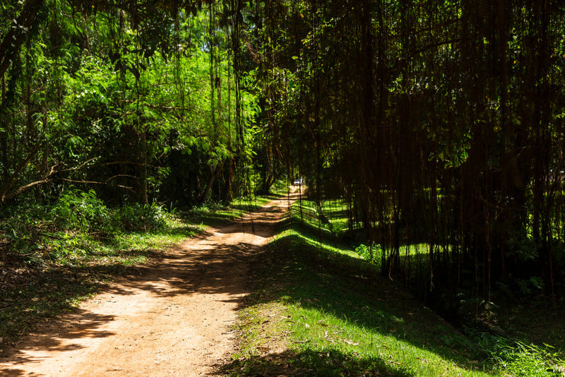 A dirt path winds through a dense, sunlit forest, with overhanging vines casting shadows. This image represents the journey described in the journal entry 'Victim 18 and 19: My Walkman’s Final Playlist,' evoking a sense of mystery and foreboding.