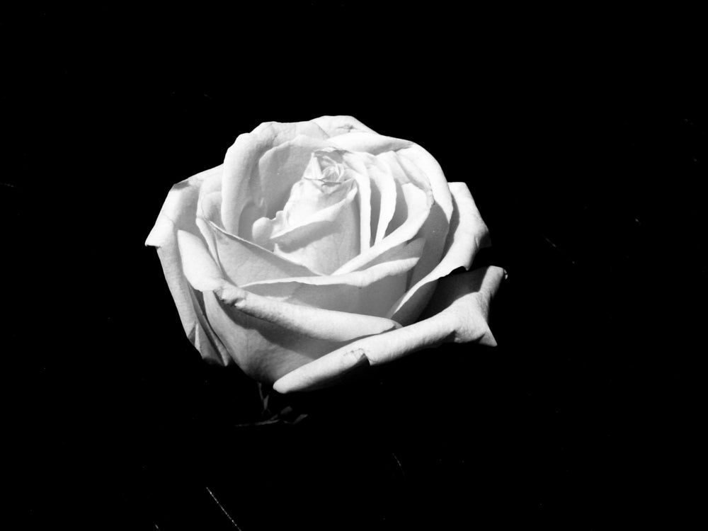 A single white rose in full bloom set against a deep black background. The image symbolizes the longing of forgotten souls for recognition, peace, and remembrance within the Scrolls of Souls project.